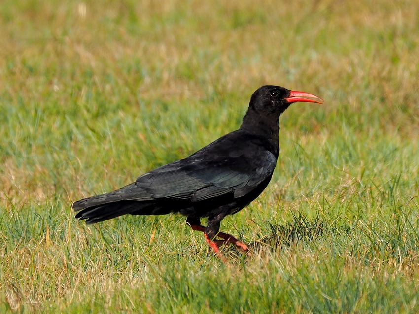 Gracchi Corallini  (Pyrrhocorax pyrrhocorax)